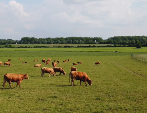 Rotational Grazing and Cover Crop Integration