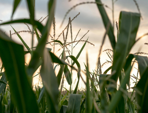 Silage Corn then Manure then a Grass Cover Crop: Considerations