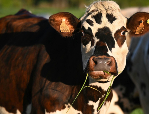Rotational Grazing 101