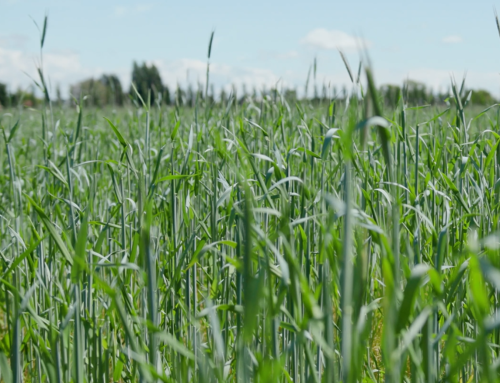 Spring Cover Cropping at Athiana Acres