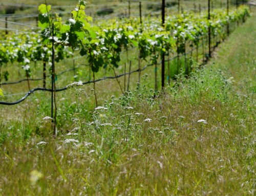 Vineyard Cover Cropping at Cedarcreek Estate Winery